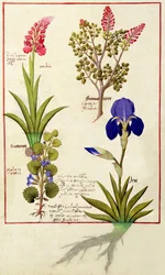 Górny rząd: Orchidea i Fumitory lub Krwawiące Serce. Dolny rząd: Hedera i Iris, ilustracja z Księgi prostych leków Matthaeusa Plateariusa 114v